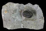 Detailed Gerastos Trilobite Fossil - Morocco #152801-1